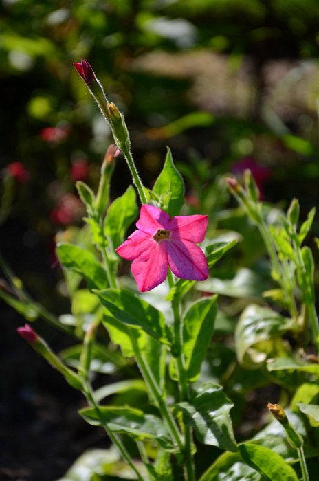 Nicotiana x sanderae 'Perfume rose brillant' (3)